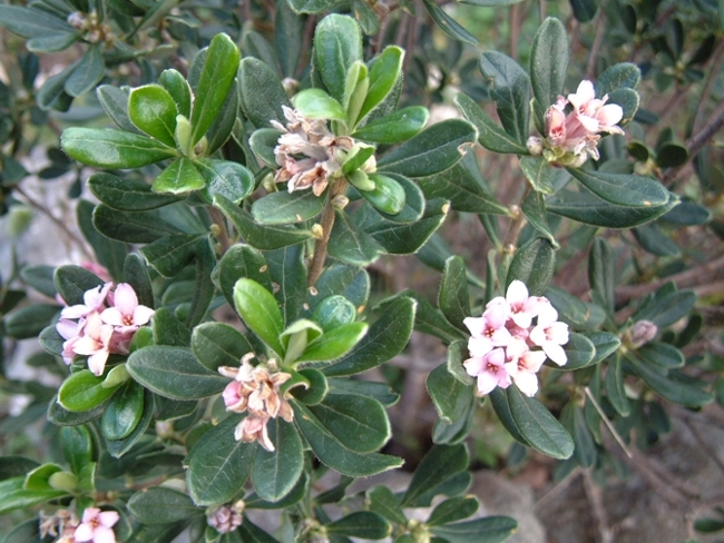 Daphne sericea / Dafne olivella